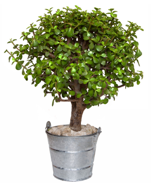 Consejos para cuidar tu árbol de la abundancia