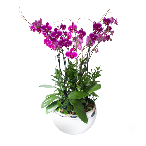 ORCHID BOWL (PURPLE)