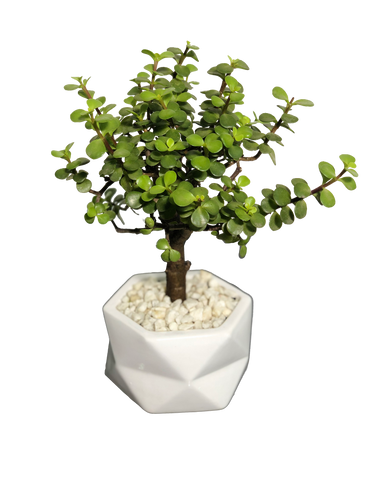 ÁRBOL DE LA ABUNDANCIA