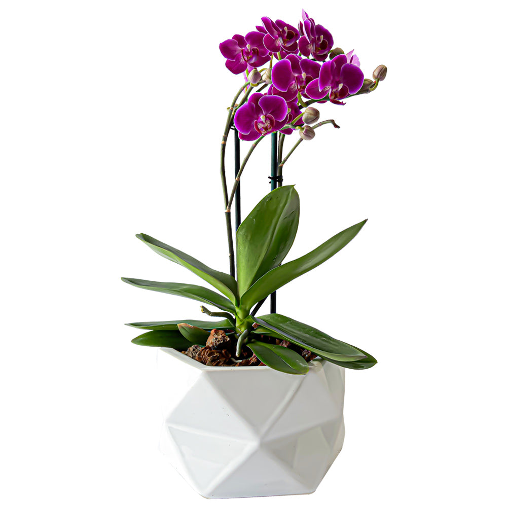 ORCHID MINI PURPLE