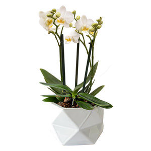 ORCHID MINI WHITE