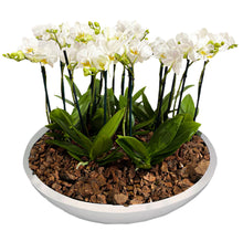 Cargar imagen en el visor de la galería, ORCHID MINI GARDEN TITAN BB