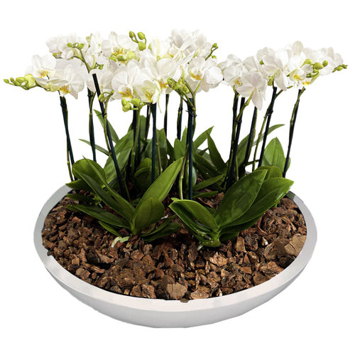 WHITE ORCHID MINI GARDEN TITAN