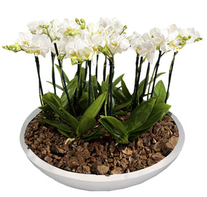 WHITE ORCHID MINI GARDEN TITAN