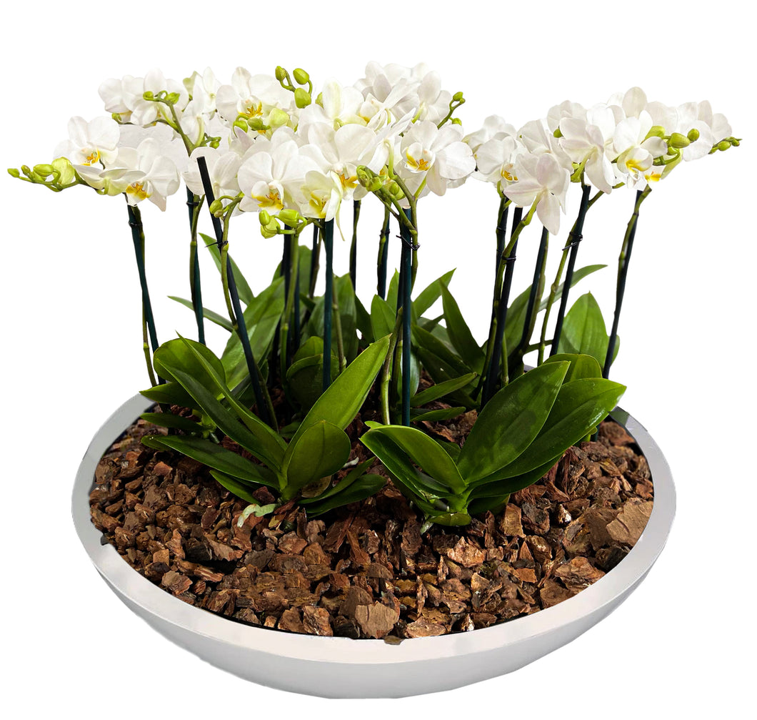 ORCHID MINI GARDEN TITAN BB