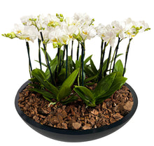 Cargar imagen en el visor de la galería, ORCHID MINI GARDEN TITAN BC