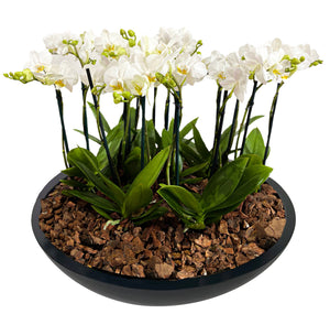 ORCHID MINI GARDEN TITAN BC