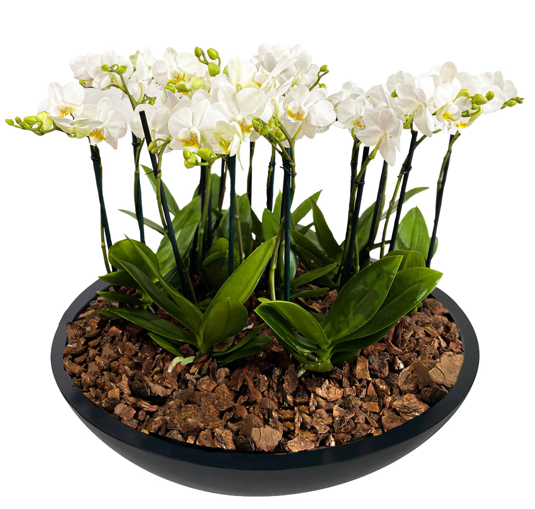 ORCHID MINI GARDEN TITAN BC