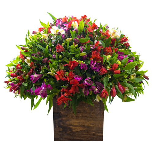 Arreglo de alstroemerias, alstroemerias, alstroemerias de colores, arreglo de cumpleaños, feliz cumpleaños, cumple, arreglos padres, arreglos de flores, arreglos de alstroemerias, arreglos grandes, flores a domicilio, flores premium a domicilio, flores cdmx, envíos cdmx, arreglos de flores, arreglos de flores a domicilio, arreglos cdmx, arreglos de flores, arreglos florales, arreglos florales a domicilio, arreglos de flores para cumpleaños, arreglos de flores naturales.