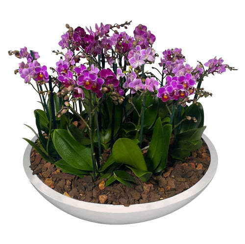 ORCHID MINI GARDEN TITAN BB