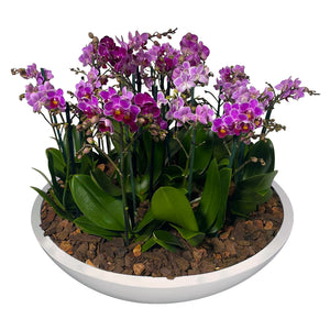 ORCHID MINI GARDEN TITAN BB