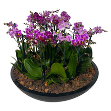 Cargar imagen en el visor de la galería, ORCHID MINI GARDEN TITAN BC