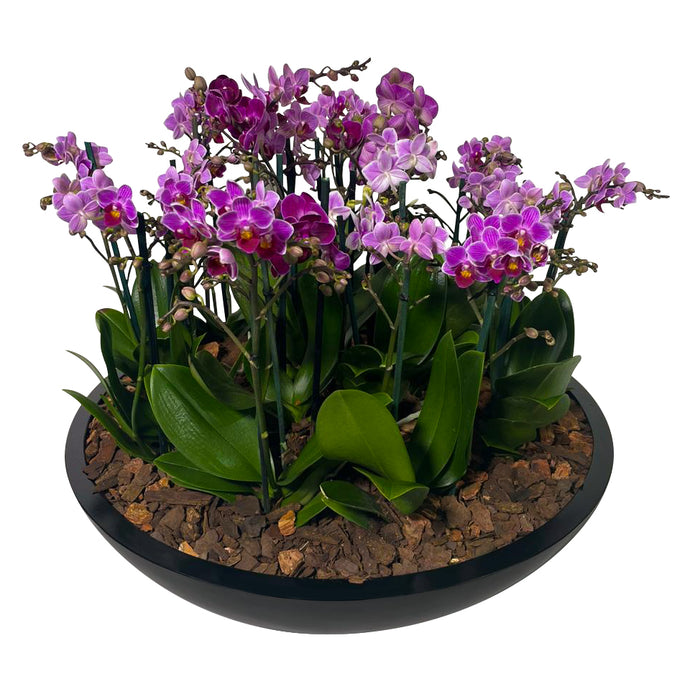 ORCHID MINI GARDEN TITAN BC