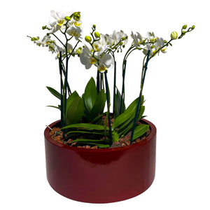 ORCHID GARDEN RED