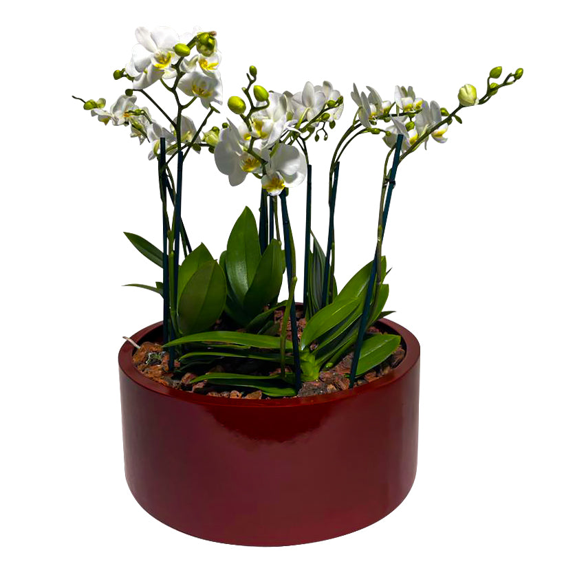 ORCHID GARDEN RED
