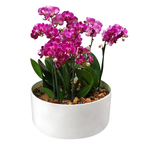 orquídeas mini, orquídeas naturales, 3 orquídeas en base, 4 orquídeas en base de acrílico, flores a domicilio, flores premium a domicilio, flores cdmx, envíos cdmx, arreglos de flores, arreglos de flores a domicilio, arreglos cdmx, arreglos de flores, arreglos florales, arreglos florales a domicilio, arreglos de flores para cumpleaños, arreglos de flores naturales.