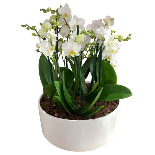 orquídeas mini, orquídeas naturales, 3 orquídeas en base, 4 orquídeas en base de acrílico, flores a domicilio, flores premium a domicilio, flores cdmx, envíos cdmx, arreglos de flores, arreglos de flores a domicilio, arreglos cdmx, arreglos de flores, arreglos florales, arreglos florales a domicilio, arreglos de flores para cumpleaños, arreglos de flores naturales.