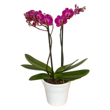 Cargar imagen en el visor de la galería, ORCHID MINI PURPLE