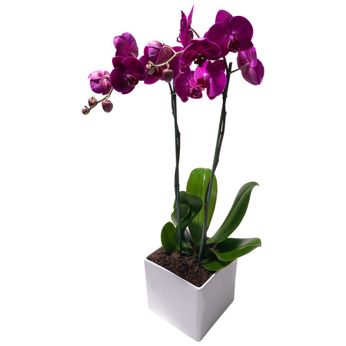 ORCHID PURPLE