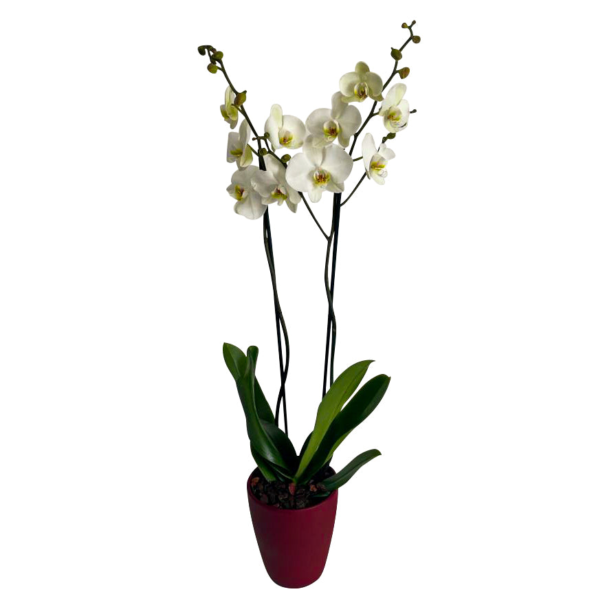 ORCHID RED
