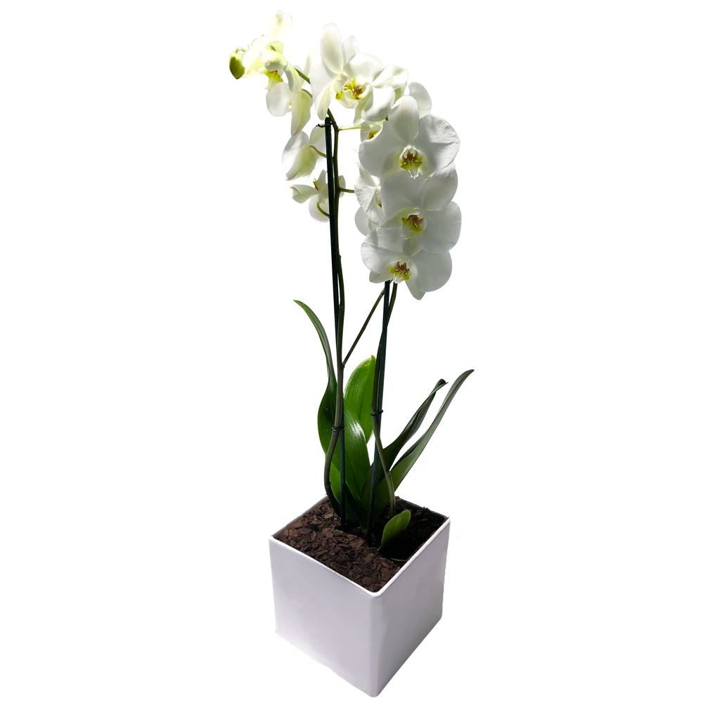 ORCHID WHITE
